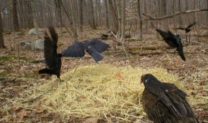 Three crows and a turkey vulture are photographed near a compost pile as part of Scott Smedley's Wildlife CSI project.