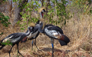 The gray crowned crane (Balearica regulorum) is a bird species commonly found in Akagera National Park.