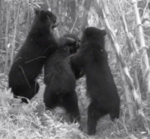 Andean bears attack camera