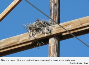 raven chick nest powerline