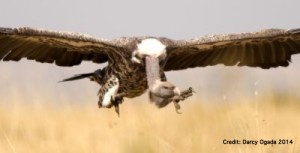 vulture for blog