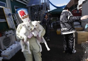 Members of UKC Japan care for pets which are rescued from inside the exclusion zone of a 20km radius around the crippled Fukushima Daiichi nuclear power plant, at the pet shelter in Samukawa town