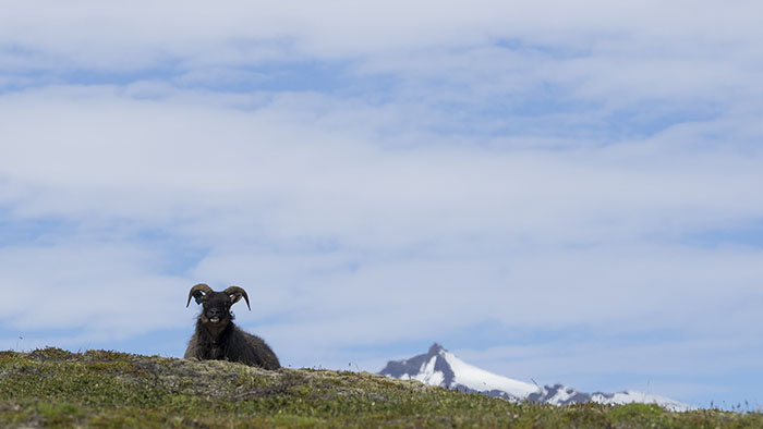 Icelandic killer sheep ambush.