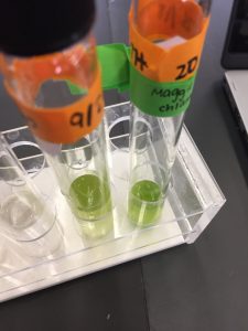 Growing an algae culture in Bio class at Trin