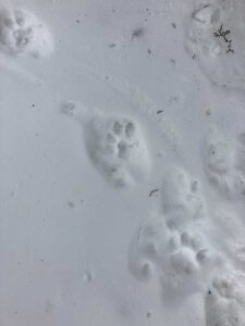 A pugmark of a snow leopard