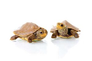 Baby Common Map Turtles